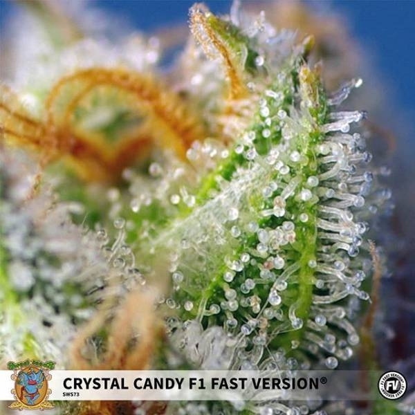 Crystal Candy F1 Fast Version (Sweet Seeds) feminizowane