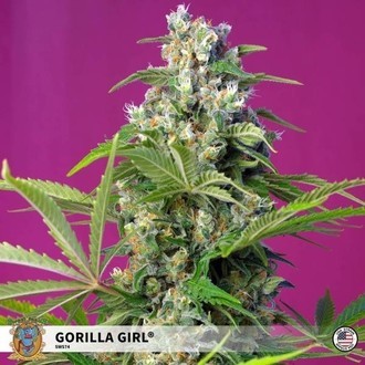 Gorilla Girl (Sweet Seeds) Nasiona marihuany feminizowane