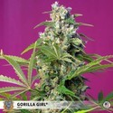 Gorilla Girl (Sweet Seeds) Nasiona marihuany feminizowane