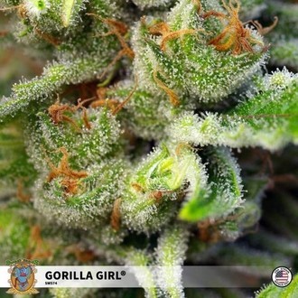 Gorilla Girl (Sweet Seeds) Nasiona marihuany feminizowane
