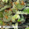Gorilla Girl (Sweet Seeds) Nasiona marihuany feminizowane