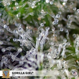 Gorilla Girl (Sweet Seeds) Nasiona marihuany feminizowane