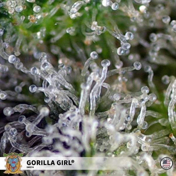 Gorilla Girl (Sweet Seeds) Nasiona marihuany feminizowane