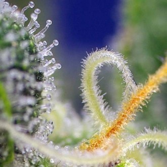 Honey Peach Auto CBD (Sweet Seeds) feminizowane