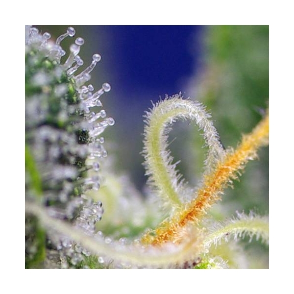 Honey Peach Auto CBD (Sweet Seeds) feminizowane