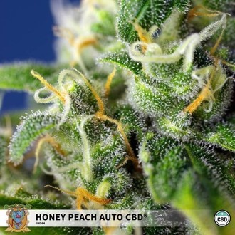 Honey Peach Auto CBD (Sweet Seeds) feminizowane