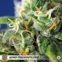 Honey Peach Auto CBD (Sweet Seeds) feminizowane