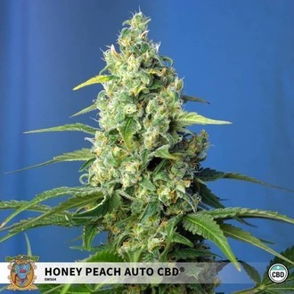 Honey Peach Auto CBD (Sweet Seeds) feminizowane