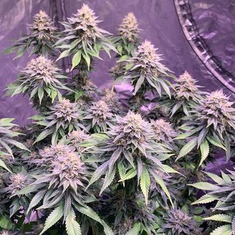 Super Silver Haze (Amsterdam Genetics) Feminizowane