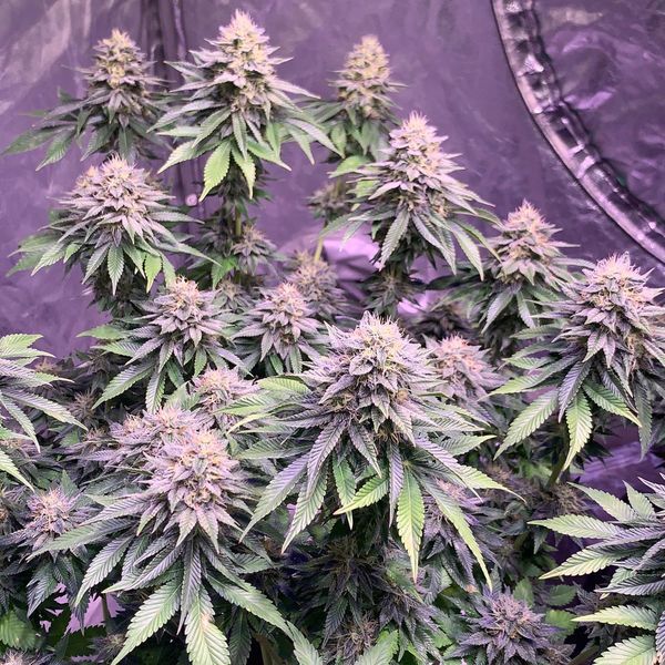 Super Silver Haze (Amsterdam Genetics) Feminizowane