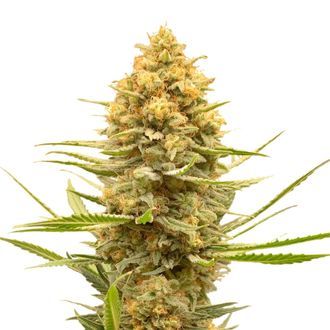 Lemon Ice (Amsterdam Genetics) nasiona feminizowane
