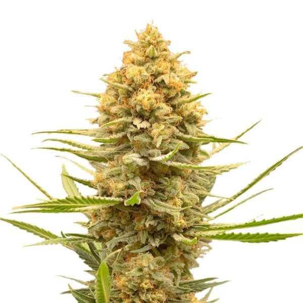 Lemon Ice (Amsterdam Genetics) nasiona feminizowane