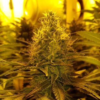 Amnesia Haze (Amsterdam Genetics) nasiona marihuany feminizowane