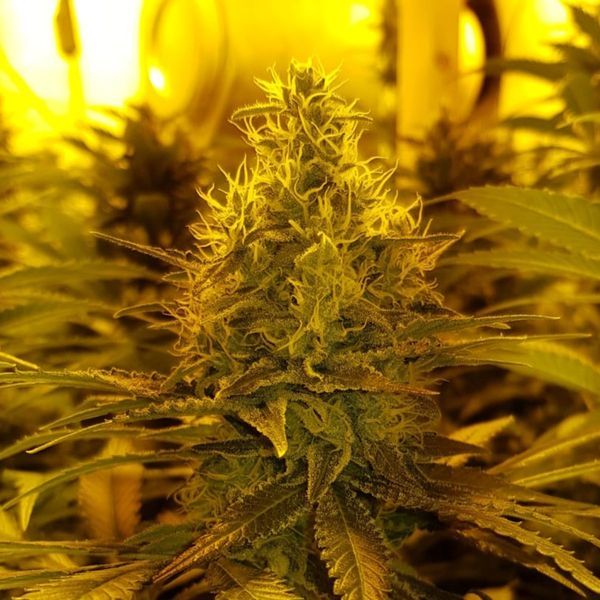 Amnesia Haze (Amsterdam Genetics) nasiona marihuany feminizowane