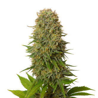 Amnesia Haze (Amsterdam Genetics) nasiona marihuany feminizowane