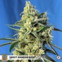 Sweet Amnesia Haze (Sweet Seeds) feminizowane