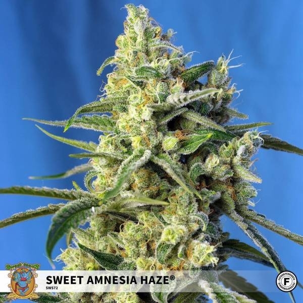 Sweet Amnesia Haze (Sweet Seeds) feminizowane