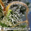 Sweet Amnesia Haze (Sweet Seeds) feminizowane