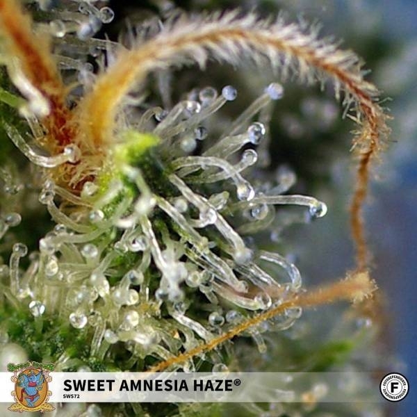 Sweet Amnesia Haze (Sweet Seeds) feminizowane