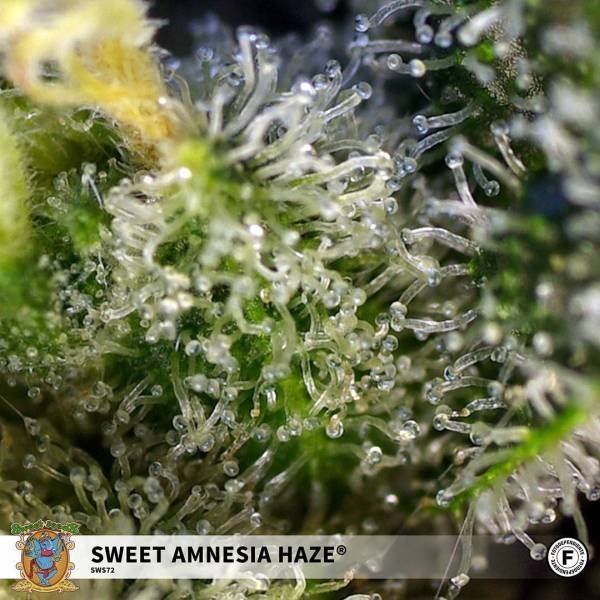 Sweet Amnesia Haze (Sweet Seeds) feminizowane