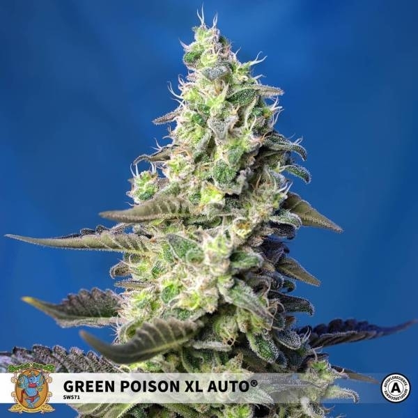 Green Poison XL Auto (Sweet Seeds) feminizowane