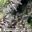 Green Poison XL Auto (Sweet Seeds) feminizowane
