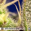 Green Poison XL Auto (Sweet Seeds) feminizowane