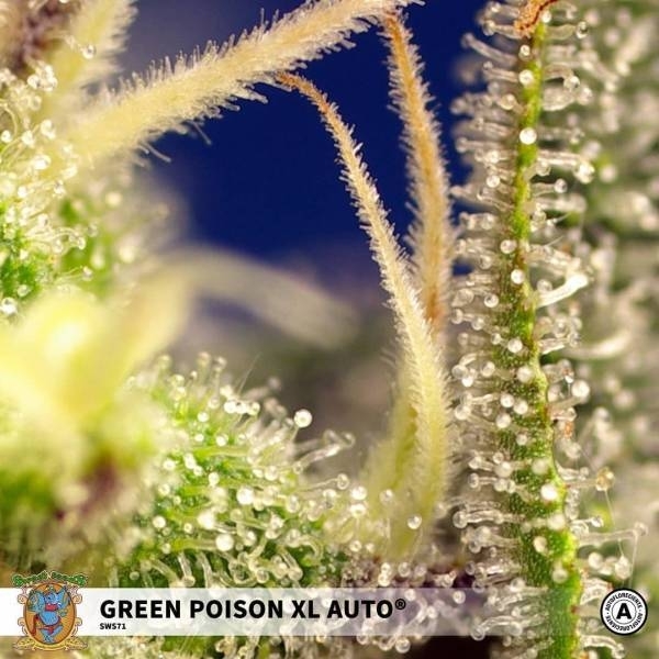 Green Poison XL Auto (Sweet Seeds) feminizowane