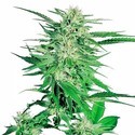 Big Bud (Sensi Seeds) feminizowane