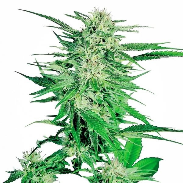 Big Bud (Sensi Seeds) feminizowane