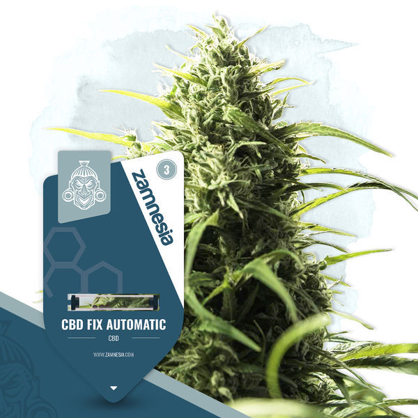 CBD Fix Automat (Zamnesia Seeds) Feminizowane