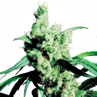Silver Haze (Sensi Seeds) nasiona marihuany feminizowane