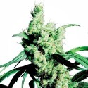 Silver Haze (Sensi Seeds) nasiona marihuany feminizowane