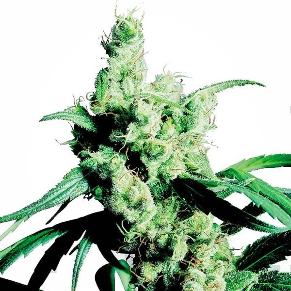 Silver Haze (Sensi Seeds) nasiona marihuany feminizowane