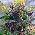 Auto Strawberry Milkshake (BSB Genetics) feminizowane