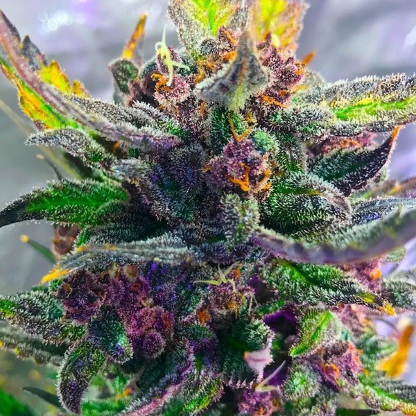 Auto Strawberry Milkshake (BSB Genetics) feminizowane
