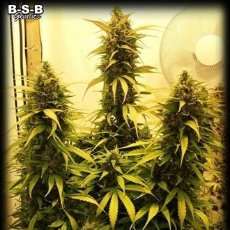 Auto Sweet Tooth (BSB Genetics) nasiona marihuany feminizowane Automat