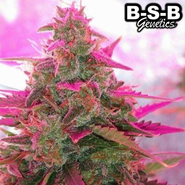 Auto Sweet Tooth (BSB Genetics) nasiona marihuany feminizowane Automat