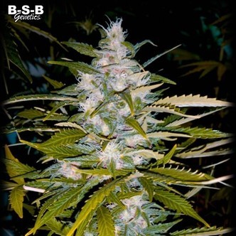Auto Critical+ (BSB Genetics) nasiona marihuany feminizowane Automat