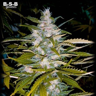 Auto Critical+ (BSB Genetics) nasiona marihuany feminizowane Automat