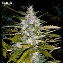 Auto Critical+ (BSB Genetics) nasiona marihuany feminizowane Automat
