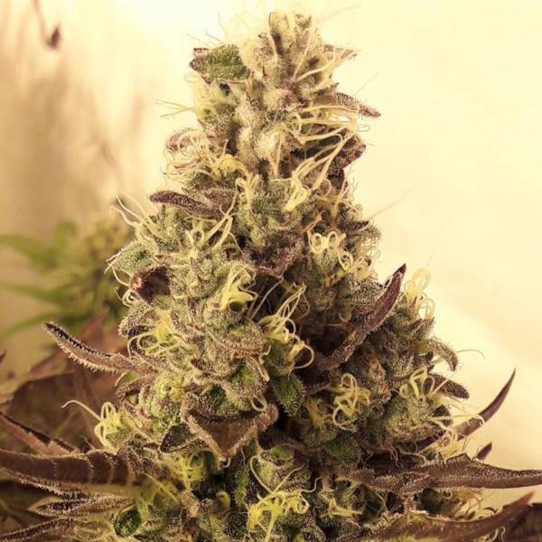 Cali Cookies (BSB Genetics) feminizowane