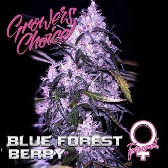 Blue Forest Berry (Growers Choice) nasiona marihuany feminizowane