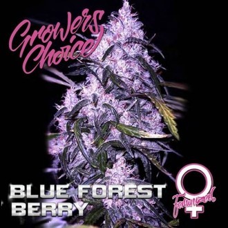Blue Forest Berry (Growers Choice) nasiona marihuany feminizowane