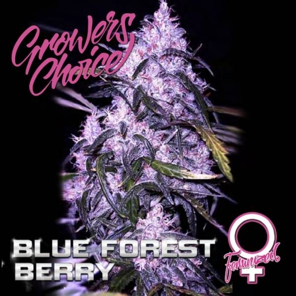 Blue Forest Berry (Growers Choice) nasiona marihuany feminizowane