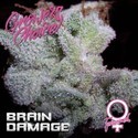 Brain Damage (Growers Choice) feminizowane