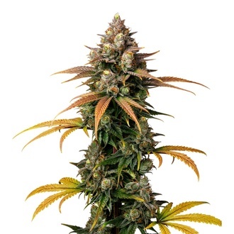 Brain Damage (Growers Choice) feminizowane