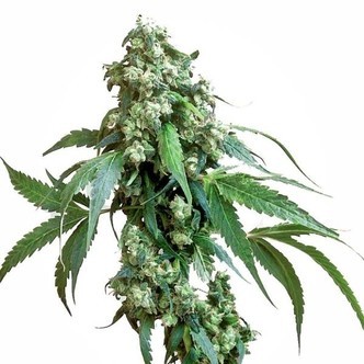 Jack Flash 5 (Sensi Seeds) feminizowane