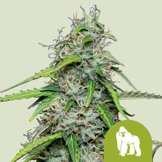 Royal Gorilla Automat (Royal Queen Seeds) feminizowane