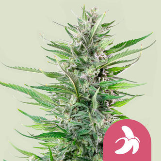 Fat Banana (Royal Queen Seeds) Feminizowane